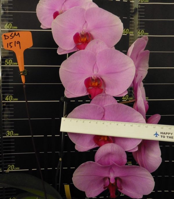 Phal. Da Shyang "1519"：圖片 2