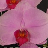 Phal. Da Shyang "1519"
