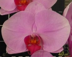 Phal. Da Shyang "1519"