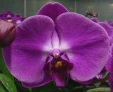 (Dtps. Chian Xen Sweet Valentine X Dtps. Meidarland Angel Star) X Phal. Yungchin Sweet Angel