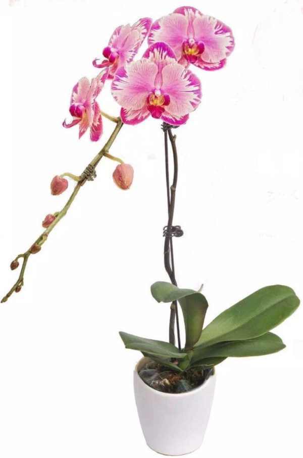 Phal. Jin Siou Light：圖片 2