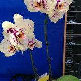 Dtps. Lianher Luckey Cat "194-8"：圖片 2