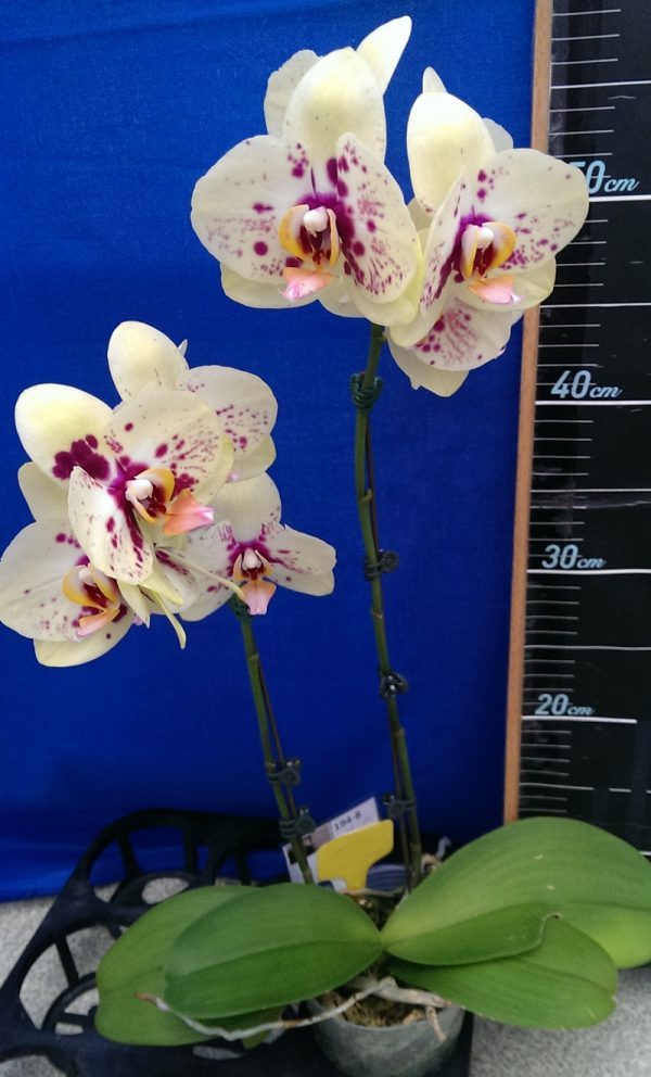 Dtps. Lianher Luckey Cat "194-8"：圖片 2
