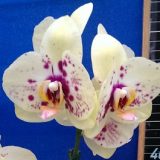 Dtps. Lianher Luckey Cat "194-8"