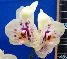 Dtps. Lianher Luckey Cat "194-8"
