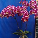 Dtps. Lianher Happy Song "155-8"：圖片 2
