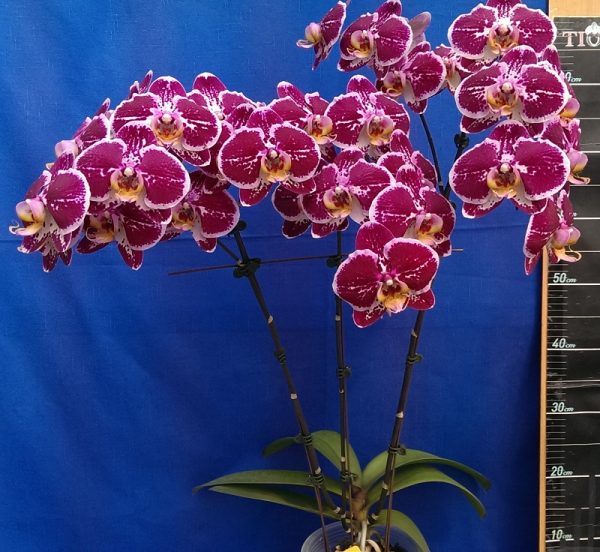 Dtps. Lianher Happy Song "155-8"：圖片 2