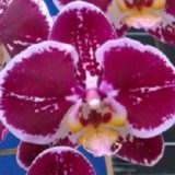 Dtps. Lianher Happy Song "155-8"