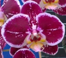 Dtps. Lianher Happy Song "155-8"