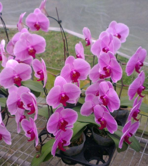 Dtps. Lianher Lobster "206-6"：圖片 3