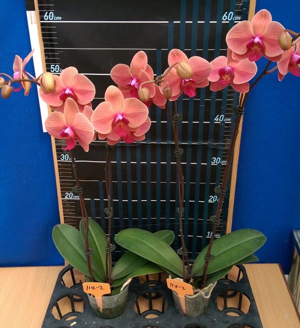 Dtps. Lianher Orange "114-2"：圖片 2