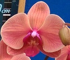 Dtps. Lianher Orange "114-2"