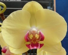 Dtps. Lianher Beauty Gold "1024A-4"