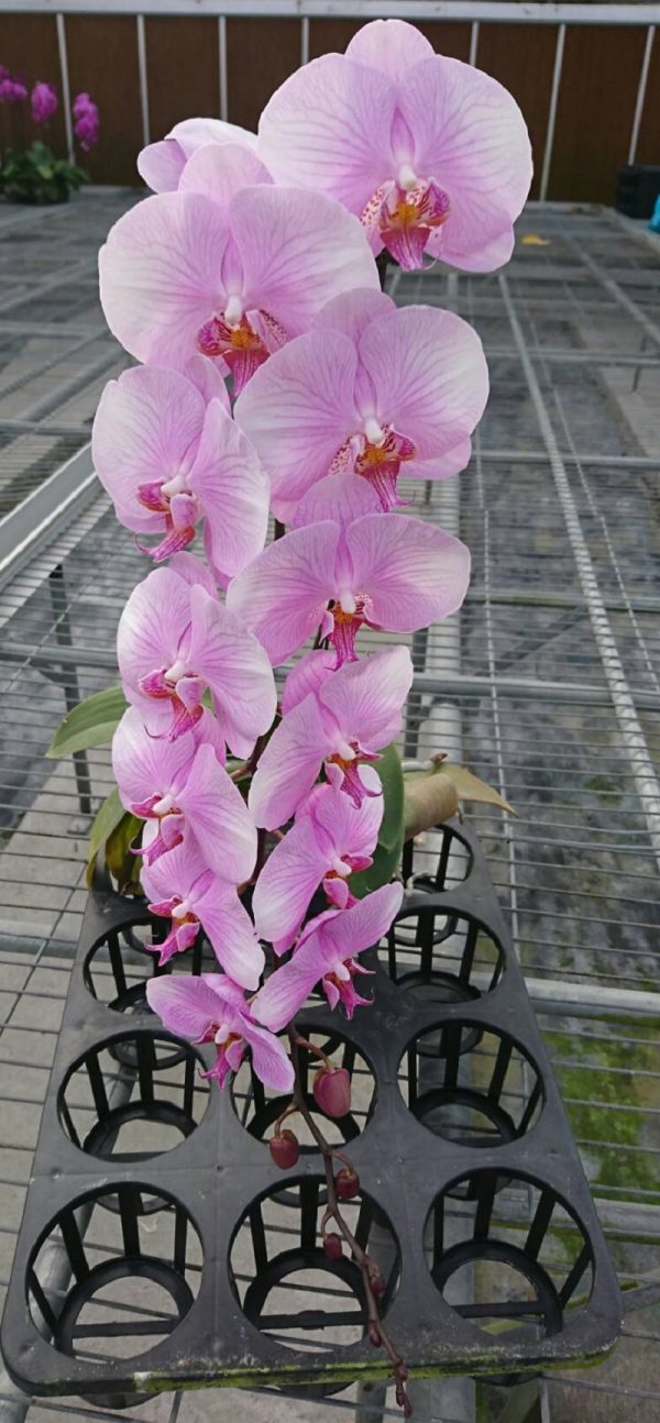 Phal. Green Field  Pink Diamond：圖片 2