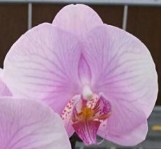 Phal. Green Field  Pink Diamond