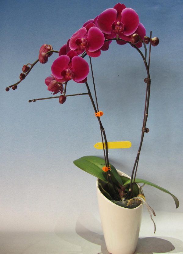 Phal. KV Red Apple：圖片 2