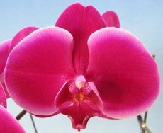 Phal. KV Red Apple