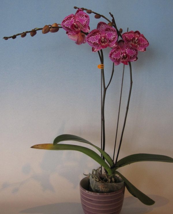Phal. Anty's Kiss：圖片 2