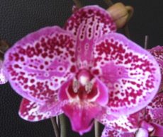 Phal. Anty's Kiss