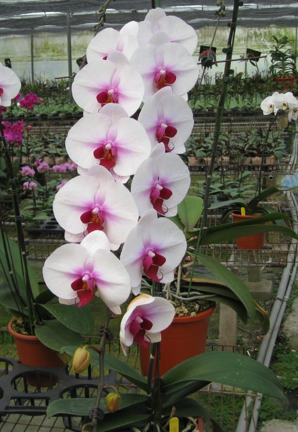 Dtps. Younghome Angel "107-2"：圖片 2
