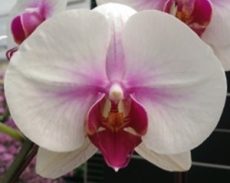 Dtps. Younghome Angel "107-2"