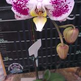 Dtps. Lianher Black Pearl "1026-3"：圖片 2