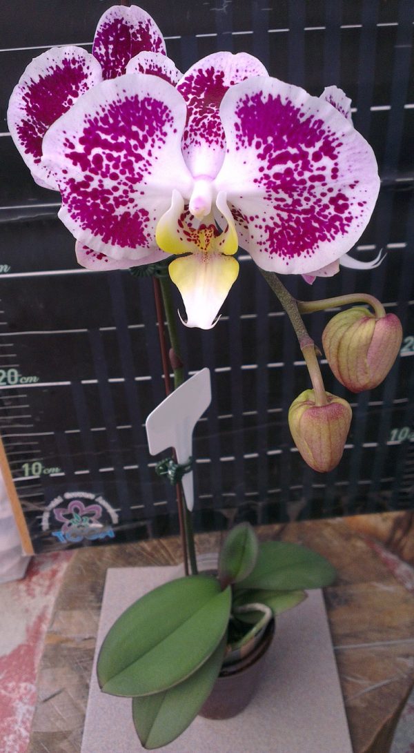 Dtps. Lianher Black Pearl "1026-3"：圖片 2