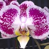 Dtps. Lianher Black Pearl "1026-3"