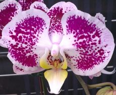 Dtps. Lianher Black Pearl "1026-3"