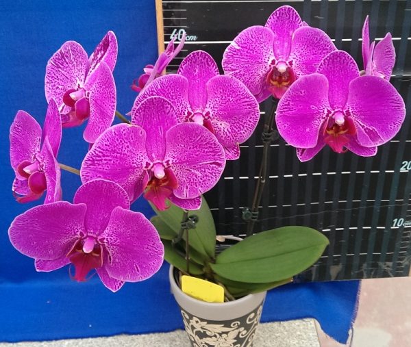 Dtps. Lianher "1029A-6"：圖片 2