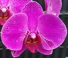Dtps. Lianher "1029A-6"