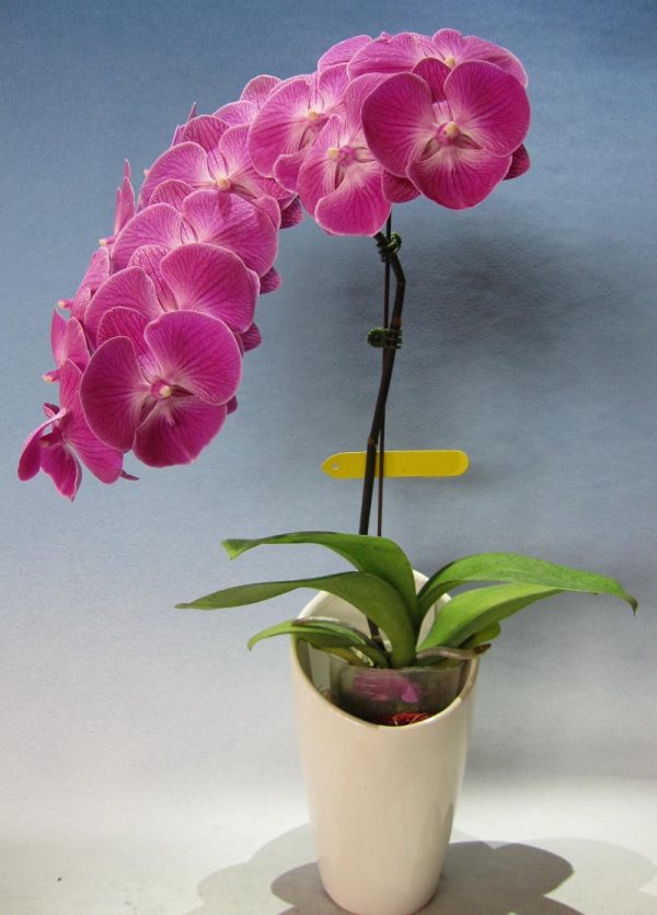 Phal. KV Kate：圖片 2
