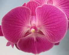 Phal. KV Kate