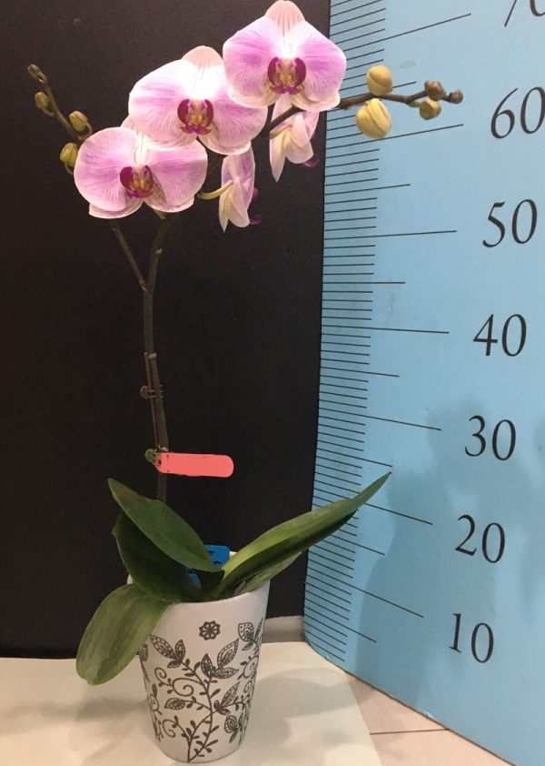 Phal. KV Shining：圖片 2