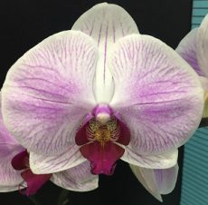 Phal. KV Shining