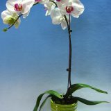 Dtps. Little Gem Stripes X Ching  Ann Kitty "R8"：圖片 2