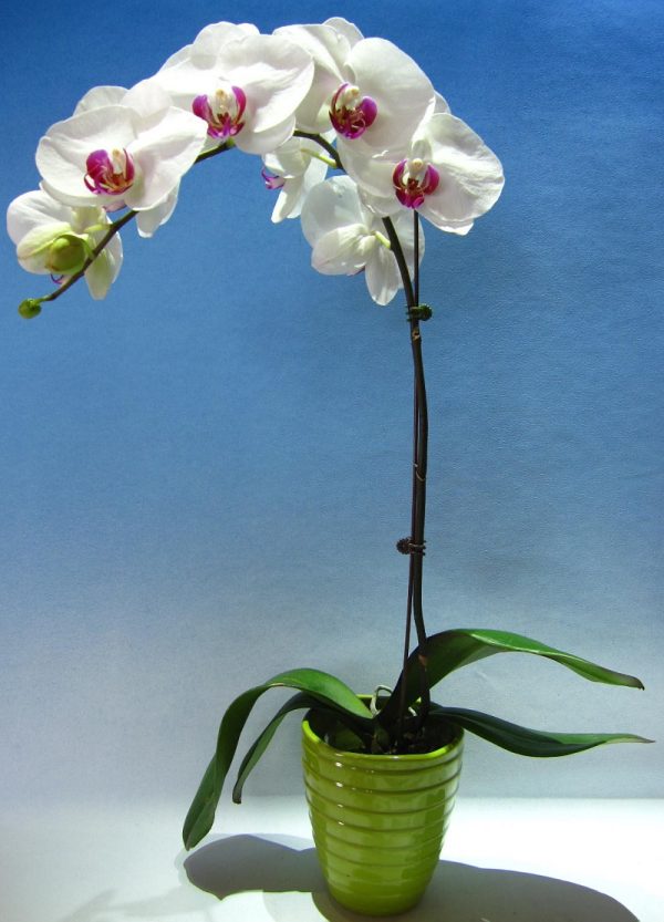 Dtps. Little Gem Stripes X Ching  Ann Kitty "R8"：圖片 2