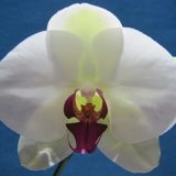 Dtps. Little Gem Stripes X Ching  Ann Kitty "R8"