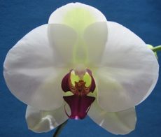 Dtps. Little Gem Stripes X Ching  Ann Kitty "R8"