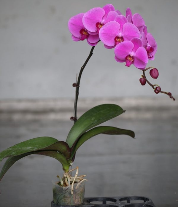 Phal. Yishing Red Diamond：圖片 2