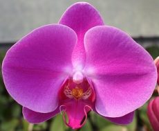 Phal. Yishing Red Diamond