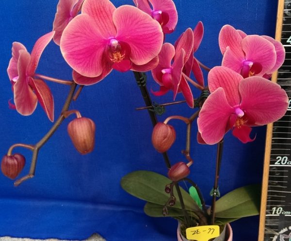 Dtps. Lianher Orange "2E-77"：圖片 2