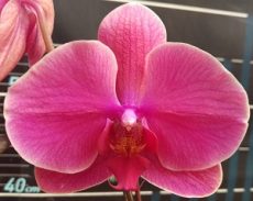 Dtps. Lianher Orange "2E-77"