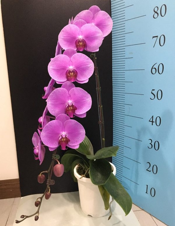 Phal. S. Joy "Alice"：圖片 2