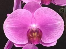 Phal. S. Joy "Alice"