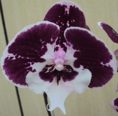 Phal. Yushan Mongo X Phal. Lioulin Black Rose
