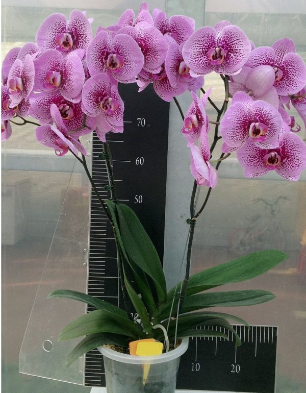 Phal. OX Hinamatsuri X Phal. OX Black Face：圖片 2