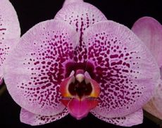 Phal. OX Hinamatsuri X Phal. OX Black Face