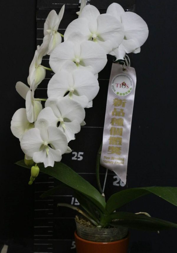 Phal. Yu Pin Lip "001"：圖片 3