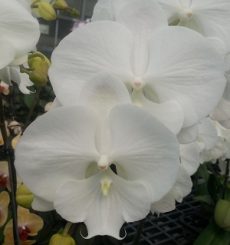 Phal. Yu Pin Lip "001"